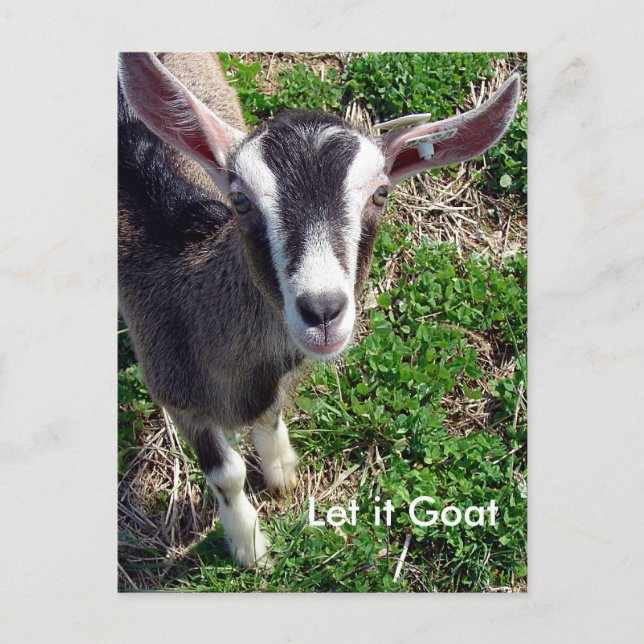 Funny Goat Parody Postcard (Front)