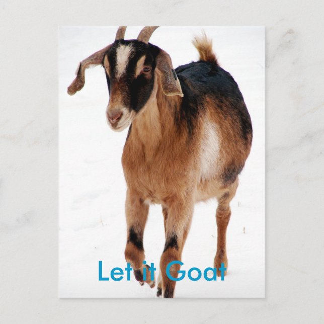 Funny Goat Parody Postcard (Front)