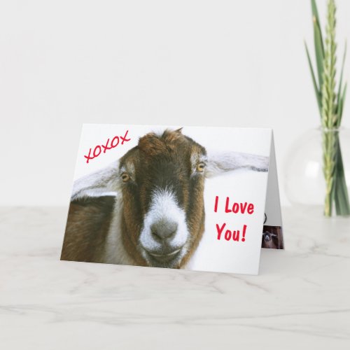 Funny Goat Valentines Day Holiday Card