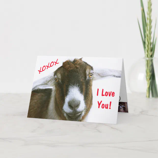 Funny Goat Valentine's Day Holiday Card | Zazzle