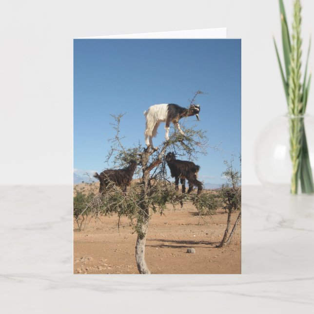 Funny goats in a tree card (Front)