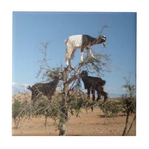 Funny goats in a tree ceramic tile