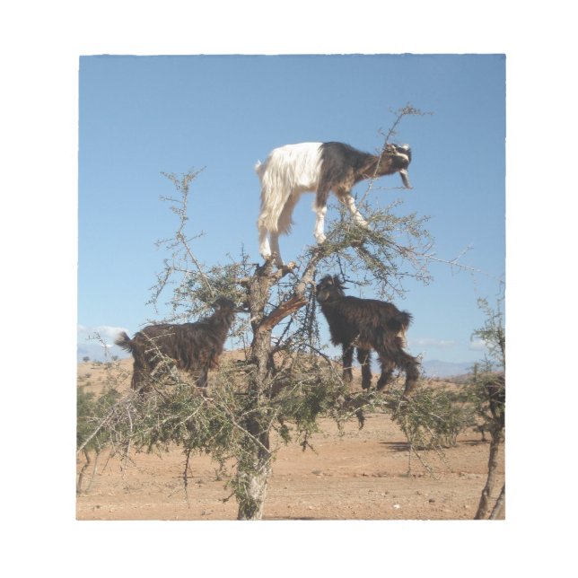 Funny goats in a tree notepad (Front)