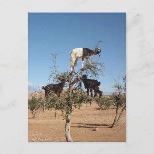 Funny goats in a tree postcard