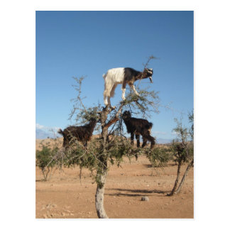 Funny goats in a tree postcard