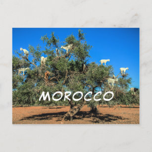 Funny Goats in Trees Morocco Souvenir Postcard