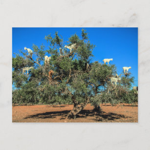 Funny Goats in Trees Postcard