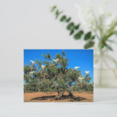 Funny Goats in Trees Postcard | Zazzle