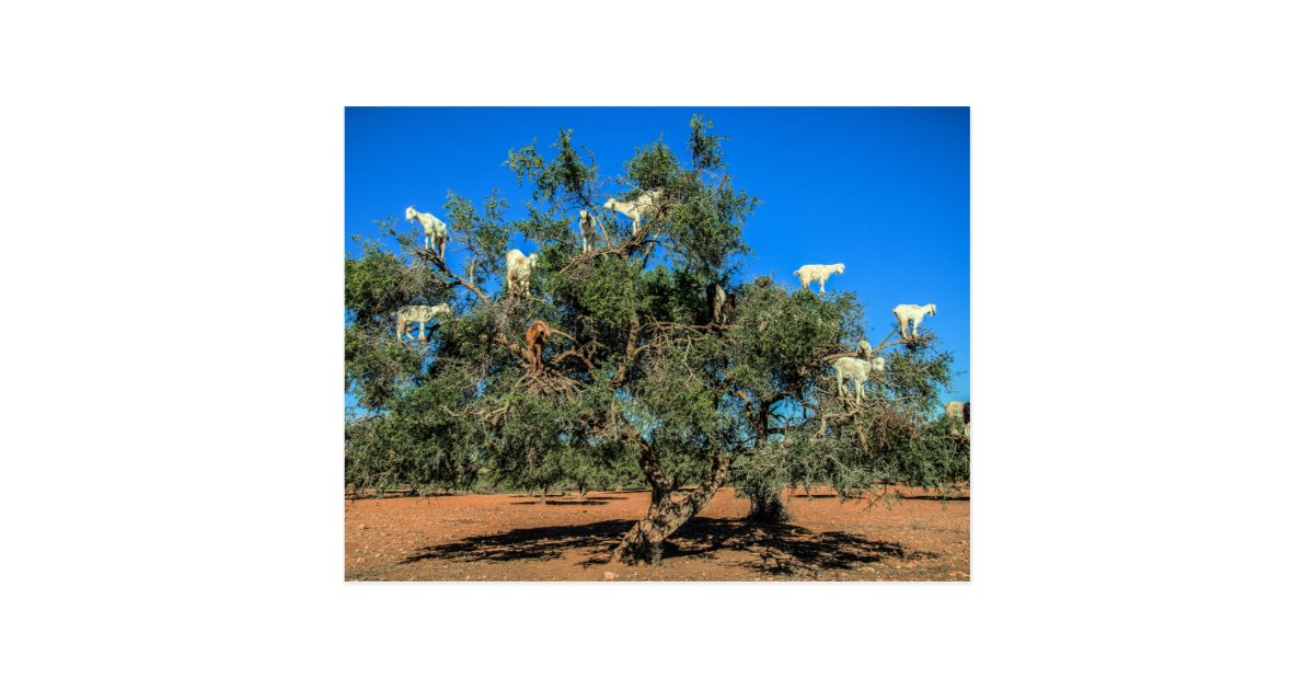 Funny Goats in Trees Postcard | Zazzle.com