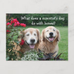 Funny Golden Retriever Barium Scientist Joke Postcard