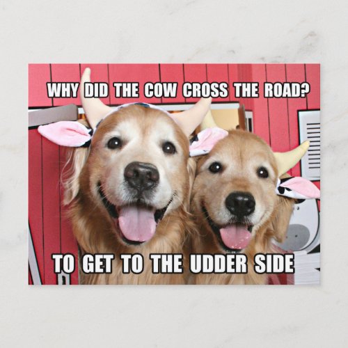 Funny Golden Retriever Cow Joke Postcard