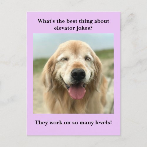 Funny Golden Retriever Dog Elevator Joke Postcard