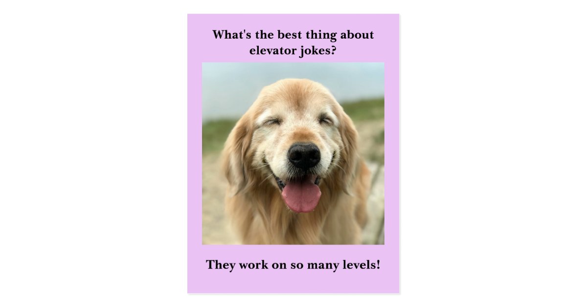Funny Golden Retriever Dog Elevator Joke Postcard Zazzle Com