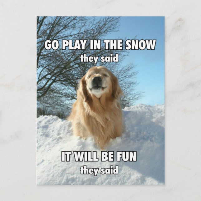Funny Golden Retriever Go Play in the Snow Meme Postcard (Front)