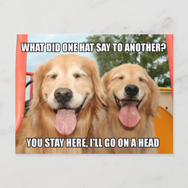 Funny Golden Retriever Hat Joke Meme Postcard | Zazzle