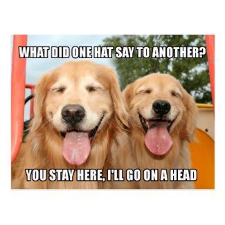 Funny Golden Retriever Hat Joke Meme Postcard