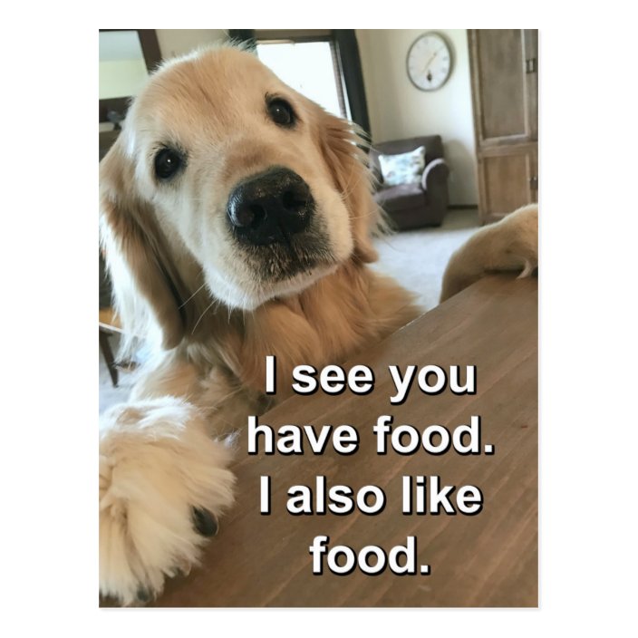 Funny Golden Retriever I See You Have Food Meme Postcard
