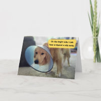 Funny Golden Retriever in Cone Get Well