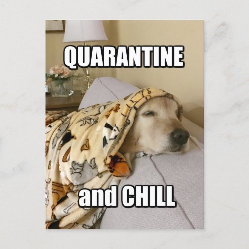 Funny Golden Retriever Quarantine and Chill Joke Postcard
