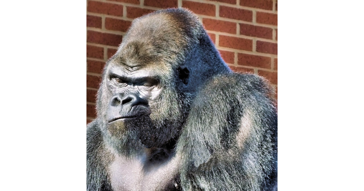 grumpy gorilla meme