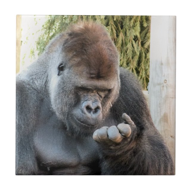 FUNNY GORILLA CERAMIC TILE (Front)