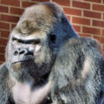 FUNNY GORILLA KITCHEN TOWEL<br><div class="desc">A photographic design of a cute thoughtful gorilla.</div>