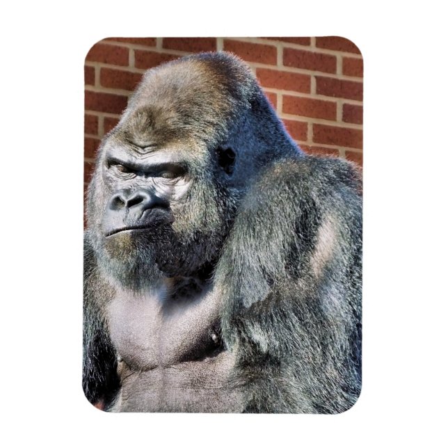 FUNNY GORILLA MAGNET (Vertical)