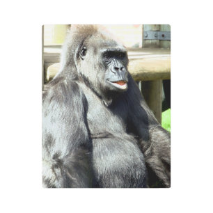FUNNY GORILLA METAL PRINT