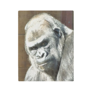 FUNNY GORILLA METAL PRINT