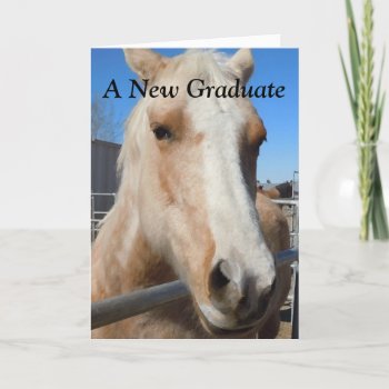 Funny Graduate Graduation Congratulations Horse Card by She_Wolf_Medicine at Zazzle