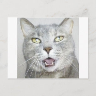 funny gray cat fluffy hilarious open mouth meow postcard