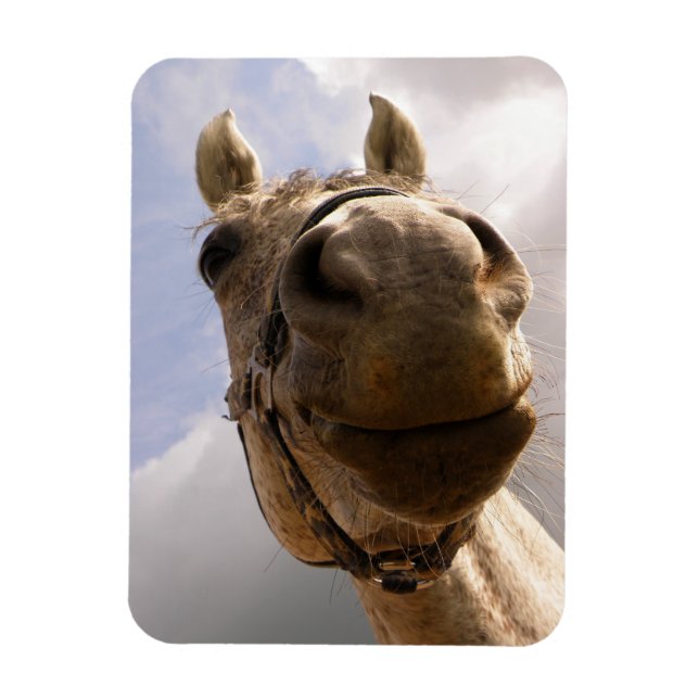 Funny Gray Horse Nose Close Up Magnet (Vertical)