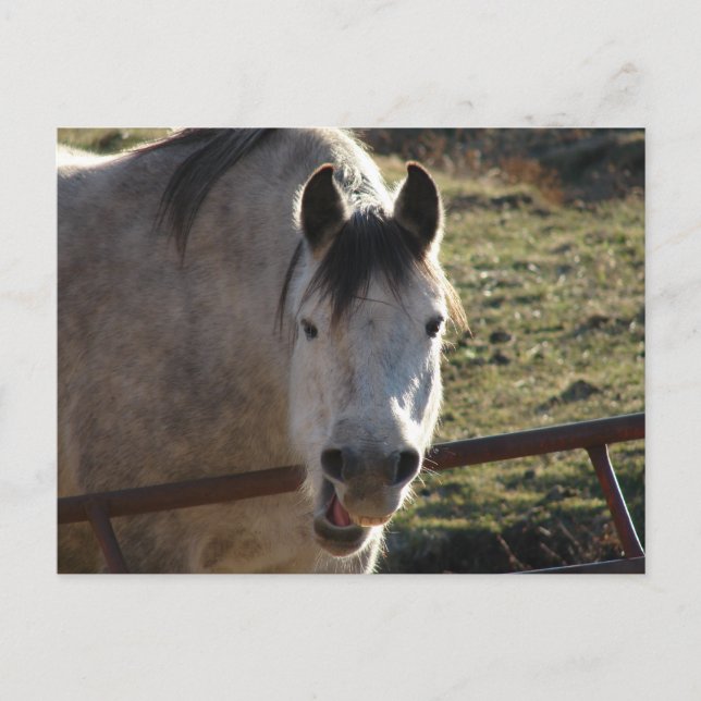 Funny Gray Mare Postcard (Front)