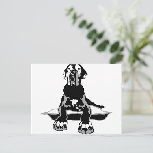 Funny Great Dane Ilios  (Standing Front)