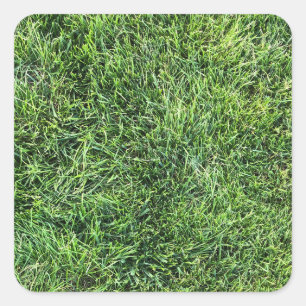 Funny green grass real photo texture pattern fun square sticker