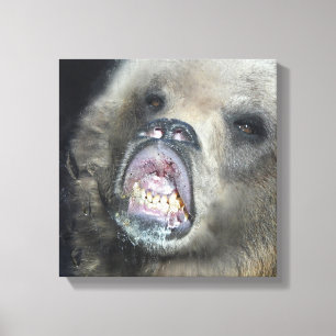 Funny Grizzly Bear Cub Licking The Glass Window Canvas Print