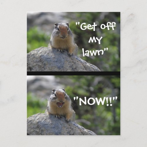 Funny Ground Squirrel Postcard