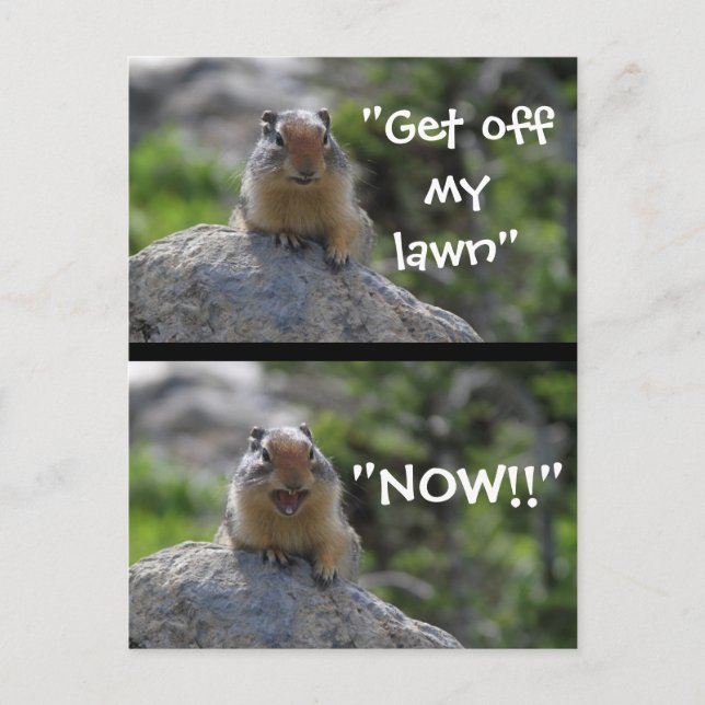 Funny Ground Squirrel Postcard (Front)