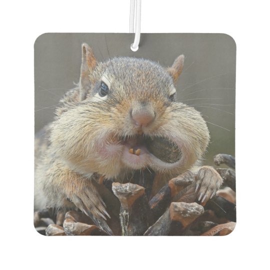 Funny Grumpy  Chipmunk Air  Freshener  Zazzle com