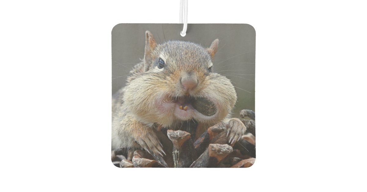 Funny Grumpy  Chipmunk Air  Freshener  Zazzle com