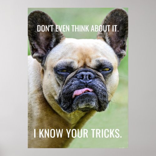 Funny Grumpy French Bulldog I Know Your Tricks Poster