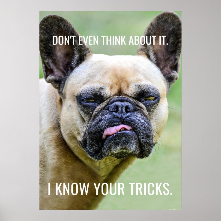 Funny Grumpy French Bulldog I Know Your Tricks Poster | Zazzle