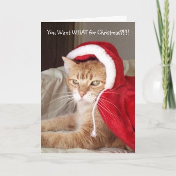 Funny Grumpy Ginger Cat Christmas Card Humor by LeftCoastPhotos at Zazzle