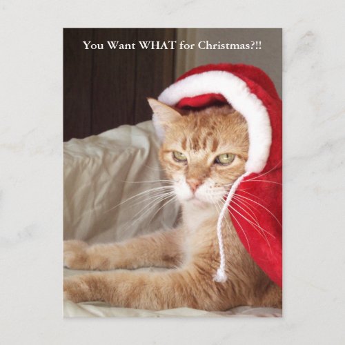 Funny Grumpy Ginger Cat Christmas Post Card