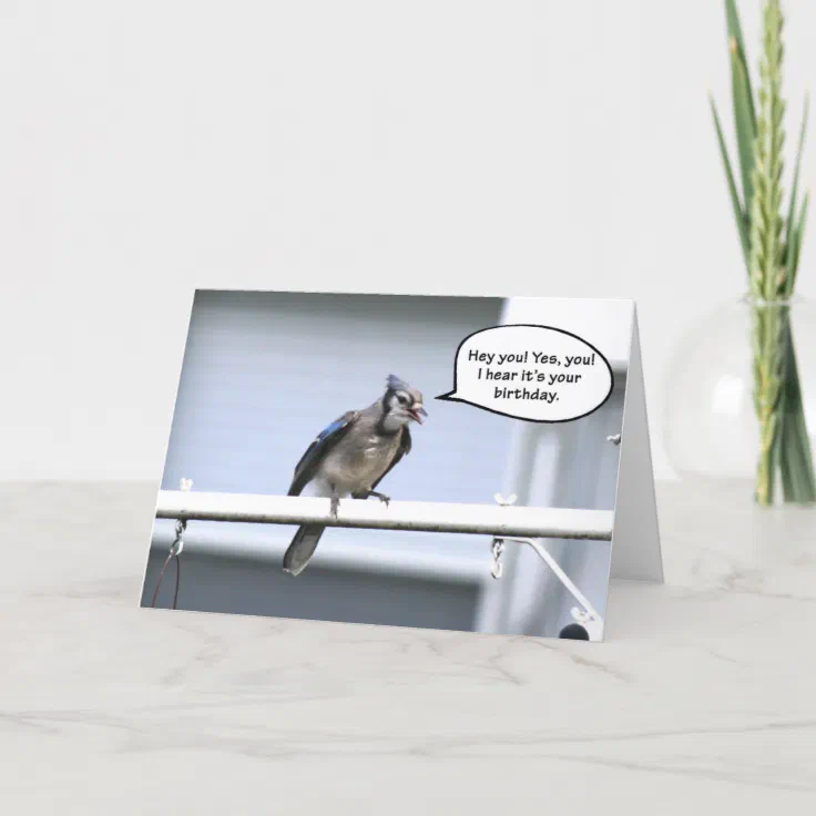 Funny Happy Birthday card - Blue jay birthday card | Zazzle Funny Happy Birthday card - Blue jay birthday card | Zazzle