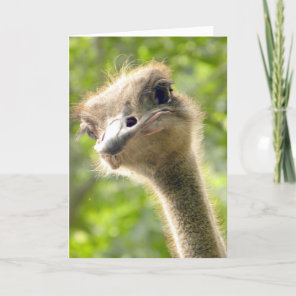 Funny Happy Birthday Card l Ostrich Photography