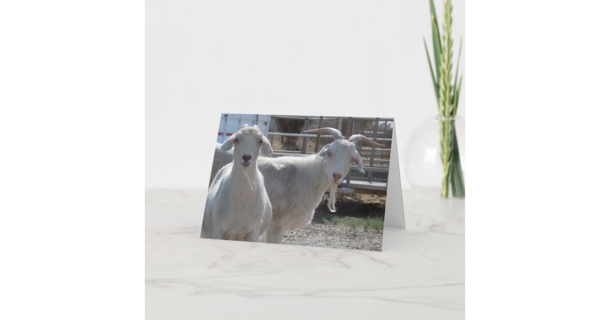 Funny Happy Birthday Goats Card | Zazzle