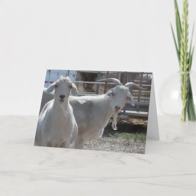 Funny Happy Birthday Goats Card Zazzle