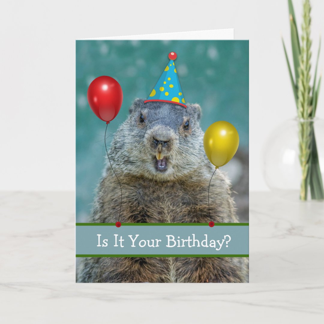 Funny Happy Birthday on Groundhog Day Again Card | Zazzle