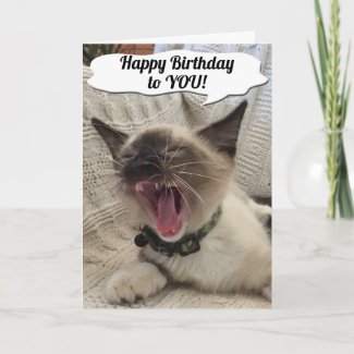 Funny Happy Birthday Siamese Kitten Photograph Card